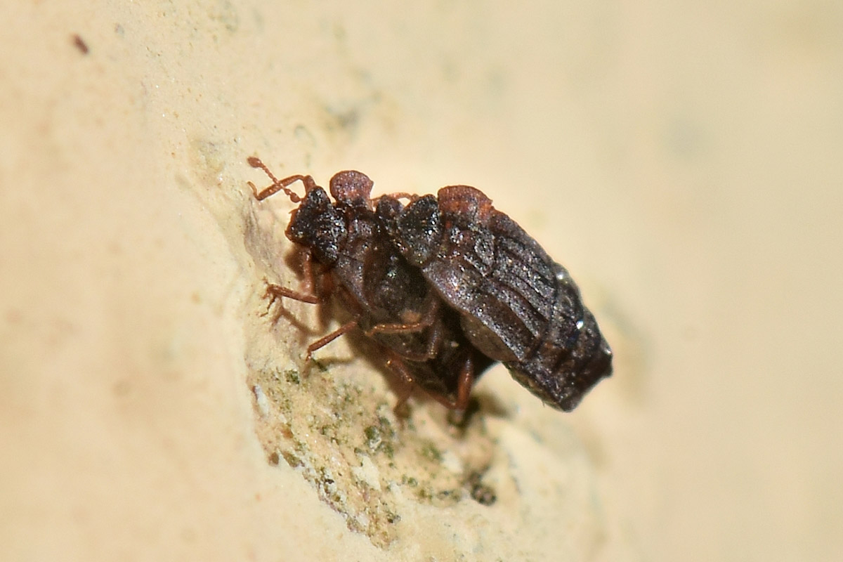 Staphylinidae:  Micropeplus sp?  S, Micropeplus staphylinoides